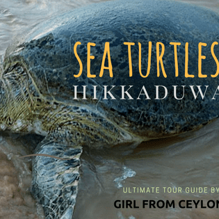 Sea Turtle Hatchery Hikkaduwa