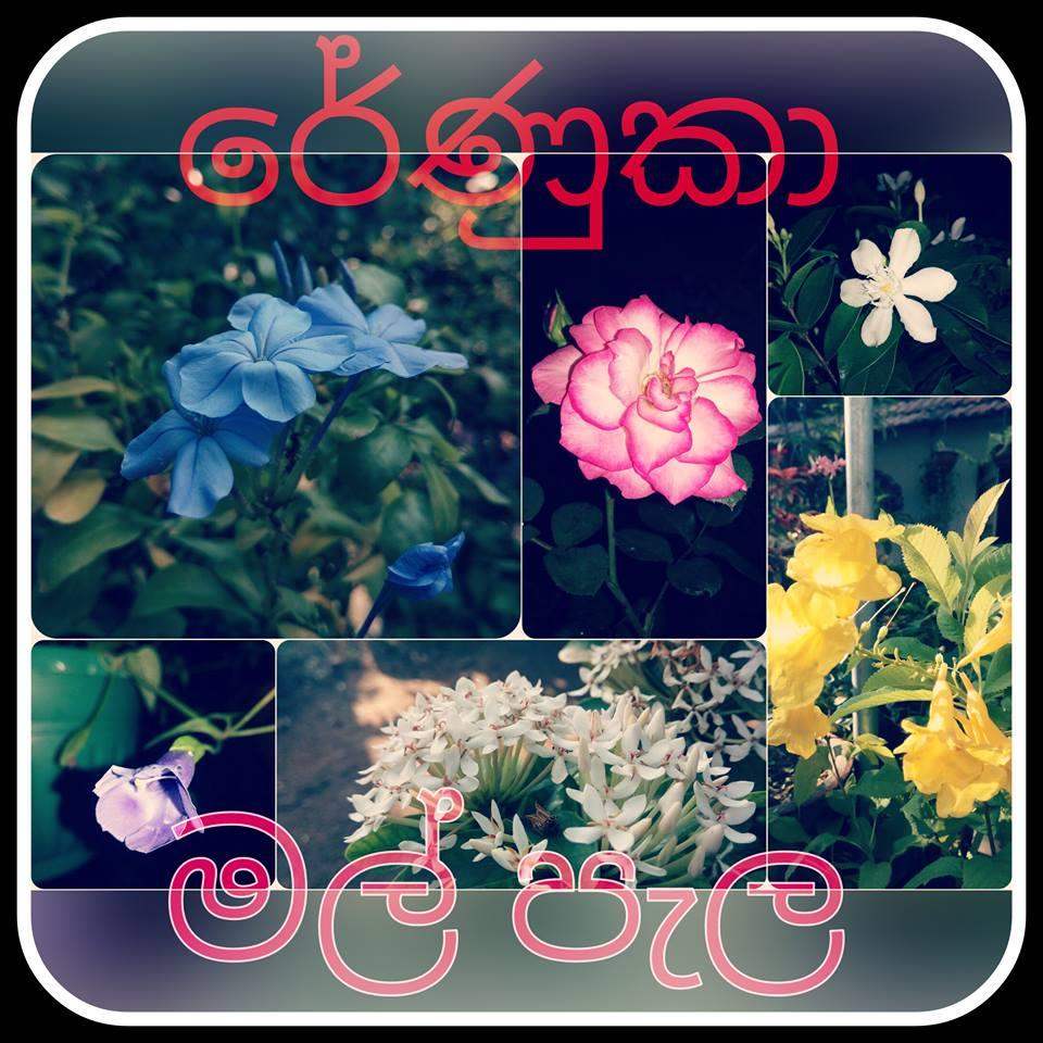 Renuka Flower plants